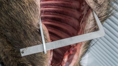 LANDIG WILDSPREIZKRALLE feszítő  20CM